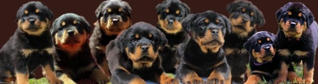 Female German Rottweiler Puppies 