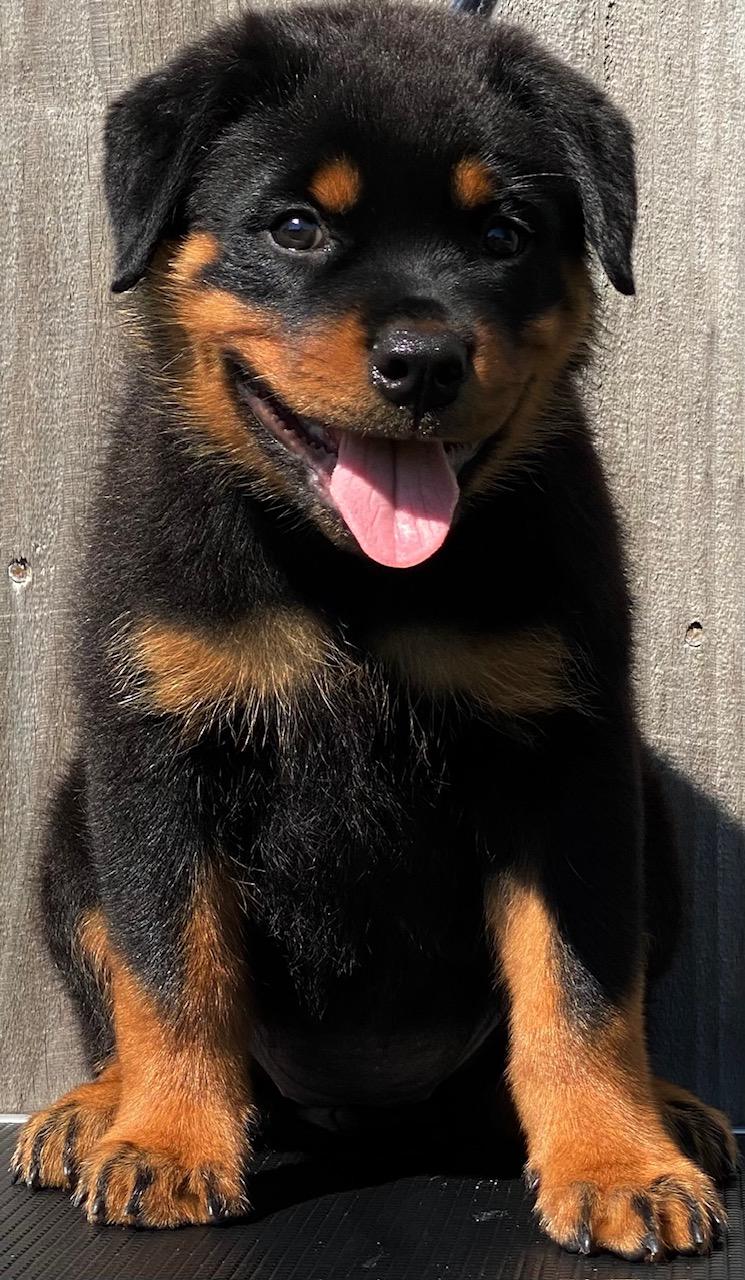 Blue Collar Female